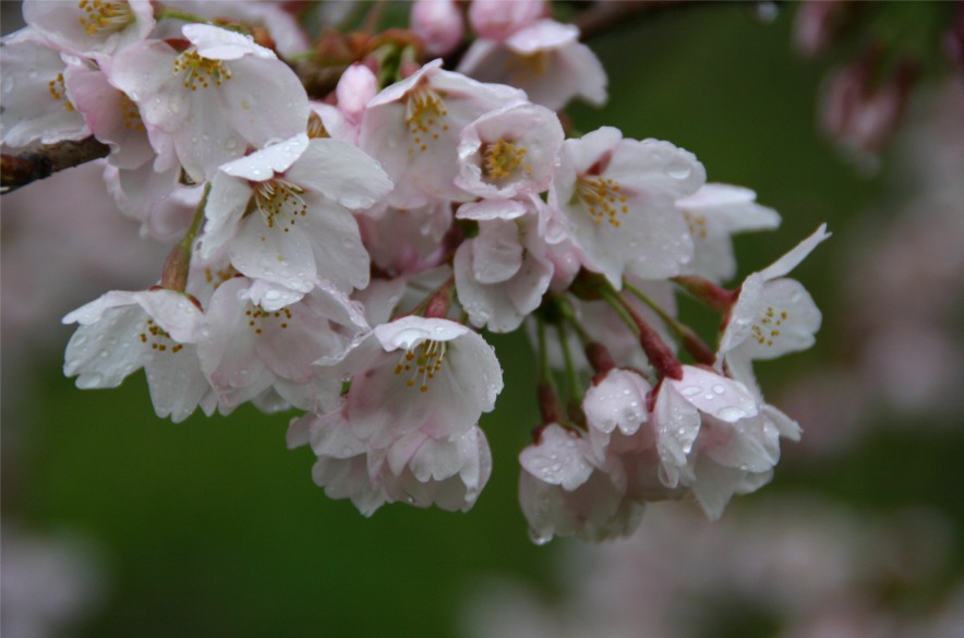 雨に打たれた公園の桜　例年になく咲き方が不十分