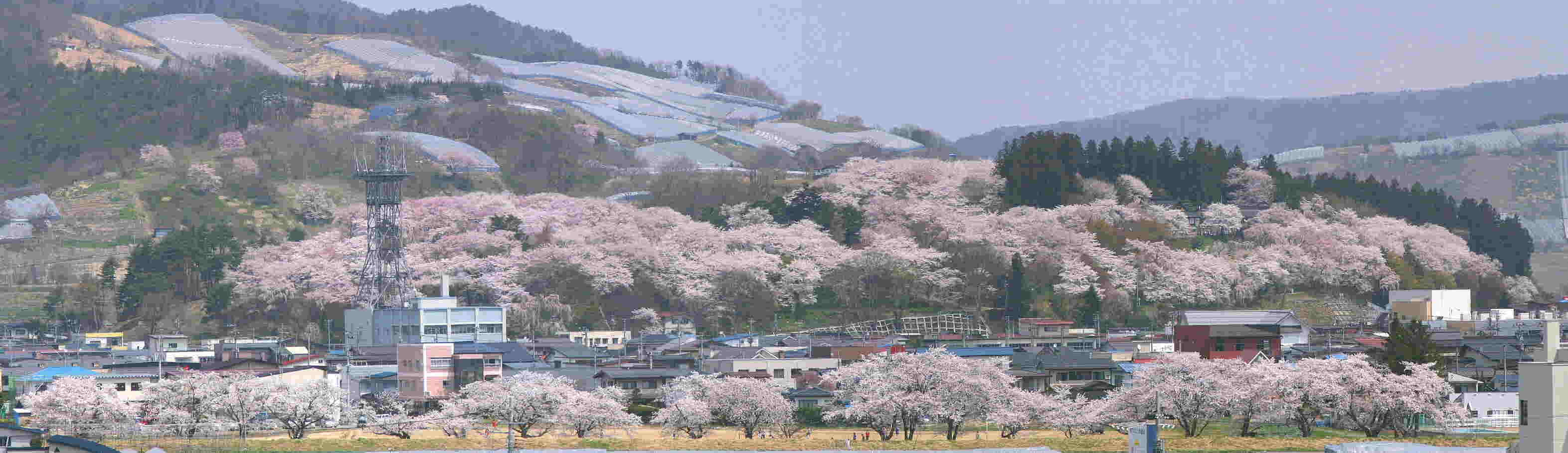 赤湯小学校の屋上から見る烏帽子山公園の桜