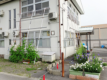緑のカーテン