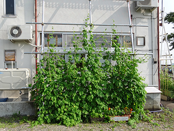 緑のカーテン