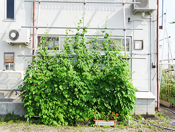 緑のカーテン