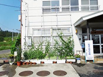 緑のカーテン
