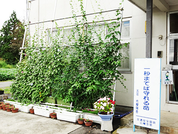 緑のカーテン