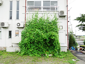 緑のカーテン