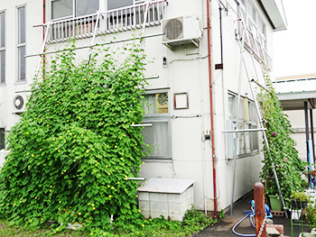 緑のカーテン