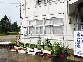 緑のカーテン