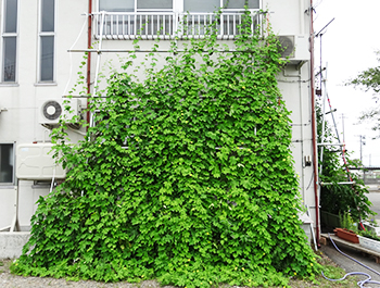 東側