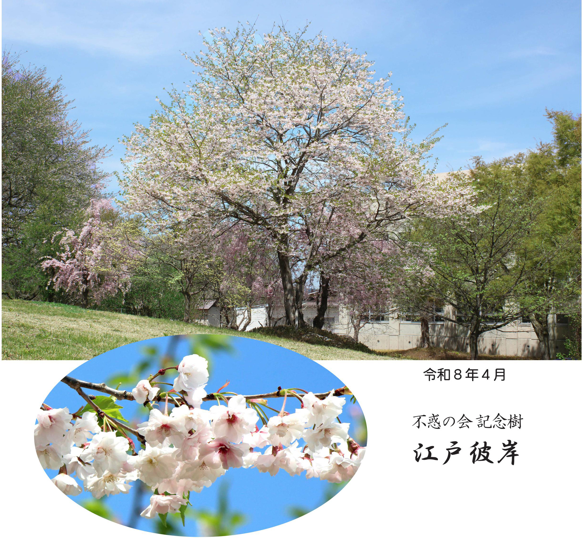 R8-sakura.jpg